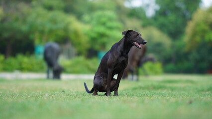 black dog sitting on grass