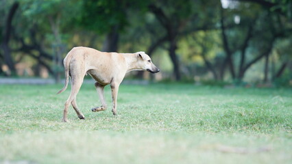 A dog running fast in the park standard quality image