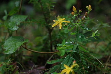 南アルプスのお花畑。シナノオトギリ