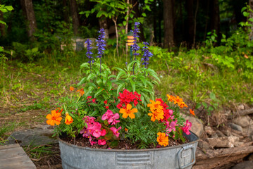 Fototapeta na wymiar Pretty annual flowers growing in a rustic galvanized water trough planter, at a summer cottage in Canada.