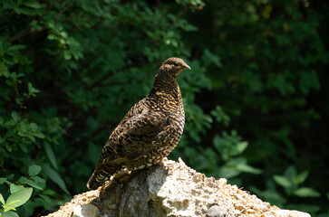 ruffed grouse