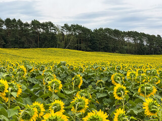 Fototapeta premium Yellow sunflower in an abundance plantation field in summer