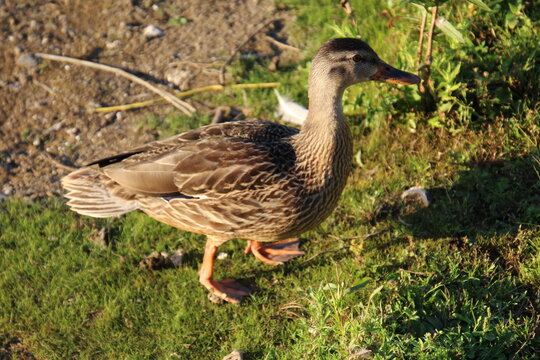 duck on the grass, William Hawrelak Park, Edmonton, Alberta