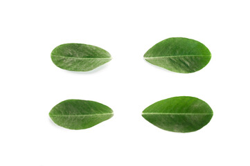 Peanut leaves isolated on white background.