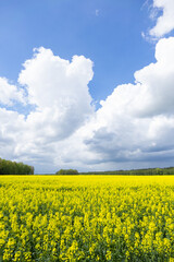 Obraz premium rapeseed field with clouds