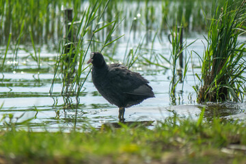 Eurasian coot bird walking
