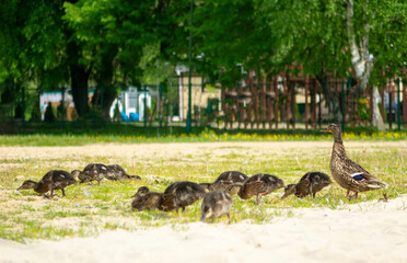 Duck family with mother overwatching 