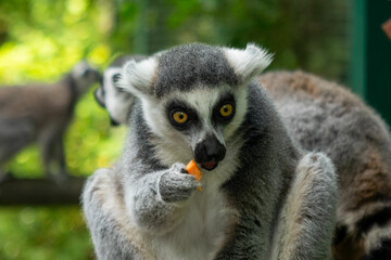 Lemur eating in zoo
