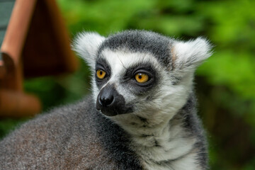 Lemur in zoo