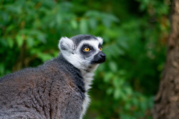 Lemur in zoo