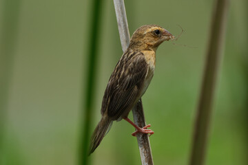 Asian Golden Weaver  yellow bird
yellow crowned bird 