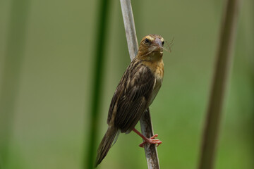 Asian Golden Weaver  yellow bird
yellow crowned bird 