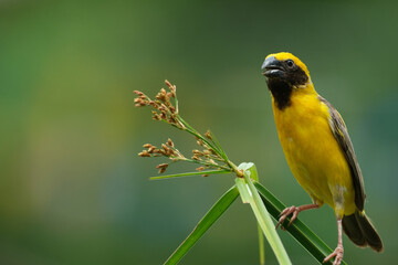 Asian Golden Weaver  yellow bird
yellow crowned bird 
