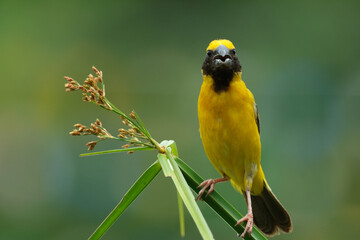 Asian Golden Weaver  yellow bird
yellow crowned bird 