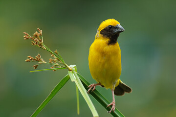 Asian Golden Weaver  yellow bird
yellow crowned bird 