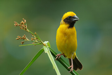 Asian Golden Weaver  yellow bird
yellow crowned bird 