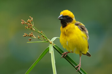 Asian Golden Weaver  yellow bird
