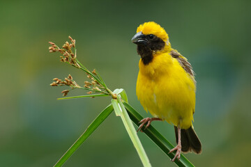 Asian Golden Weaver  yellow bird