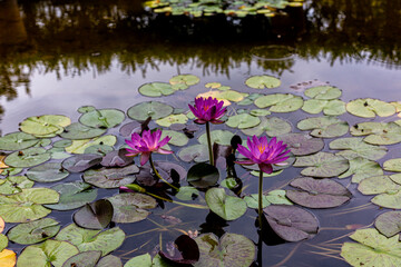 A Pool with purple water lilies. Jardin Serre de la Madone, with rare plantings. Summer. Menton....