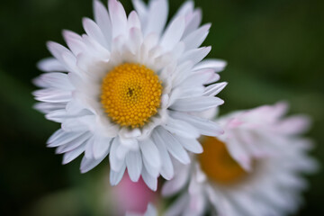 Fototapeta premium White chamomile on a green background with a yellow core close-up