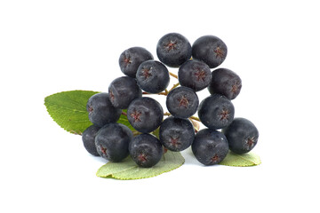 Chokeberry with leaf isolated on white background