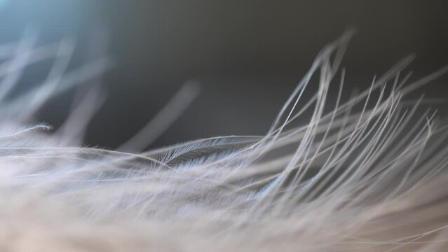 feather on the grass