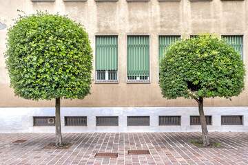 Duos of trees on a street in Lake Como, Italy
