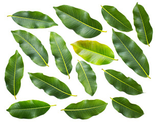 Dark tone of green leaves on white background for design or add text message. plant leaf fresh for backdrop.
