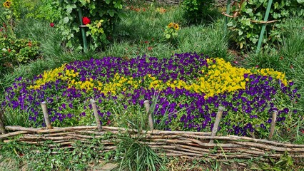 Beautiful flowers on warm summer day grow along the fence in the village