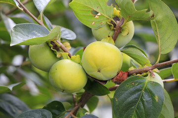 色づいてきた甘柿