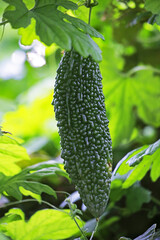 大きく成長した緑色の綺麗なゴーヤ