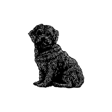 Zuchon hand drawing vector illustration isolated on background