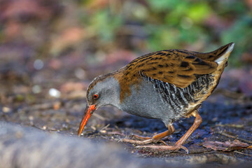 Wasserralle (Rallus aquaticus)