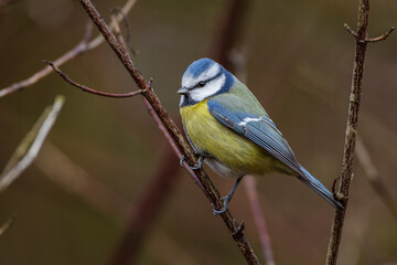 Blaumeise (Cyanistes caeruleus)