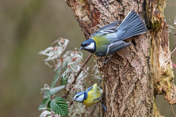 Kohlmeise (parus major) droht mit Blaumeise