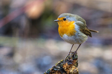 Rotkehlchen (Erithacus rubecula)