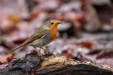 Rotkehlchen (Erithacus rubecula)