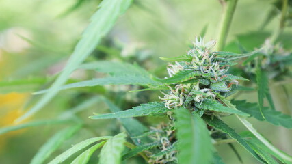 Cannabis buds on the plant. Herbal medicinal peach cannabis flower buds on natural background blur in shallow focus with copy space