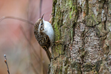 Waldbaumläufer (Certhia familiaris)