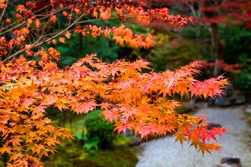 秋の京都・小倉山二尊院で見た、鮮やかなオレンジ色の紅葉が広がる庭園