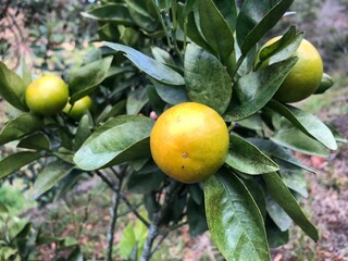 Close up view of an orange grove with some small oranges