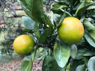 Close up view of an orange grove with some small oranges