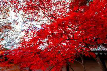 秋の京都・常寂光寺で見た、真っ赤な紅葉