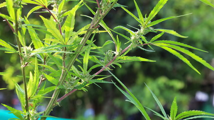 Cannabis buds on the plant. Buds and leaves of cannabis on a branch Herb plants in plot on natural background blur in shallow focus with copy space