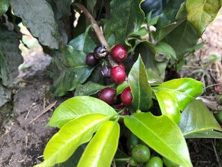 Colombian coffee plantation with red fruits ready for harvest