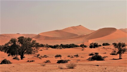 Fototapeta na wymiar The Windswept Curves of the Sand Dunes of the Namib Desert, Namibia