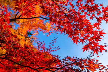 秋の京都・常寂光寺で見た、赤やオレンジの色鮮やかな紅葉と快晴の青空