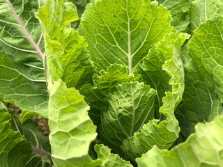 Organic cultivation of cabbage with large green leaves