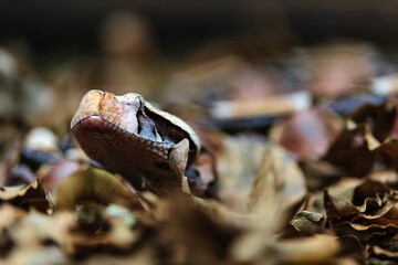 The beautifully patterned Gaboon Adder (Bitis gabonica) camouflaged  amongst forest leaf litter that is so typical of its natural habitat. KwaZulu Natal. South Africa