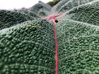 close up of a green yarumo (cecropia) leaf
